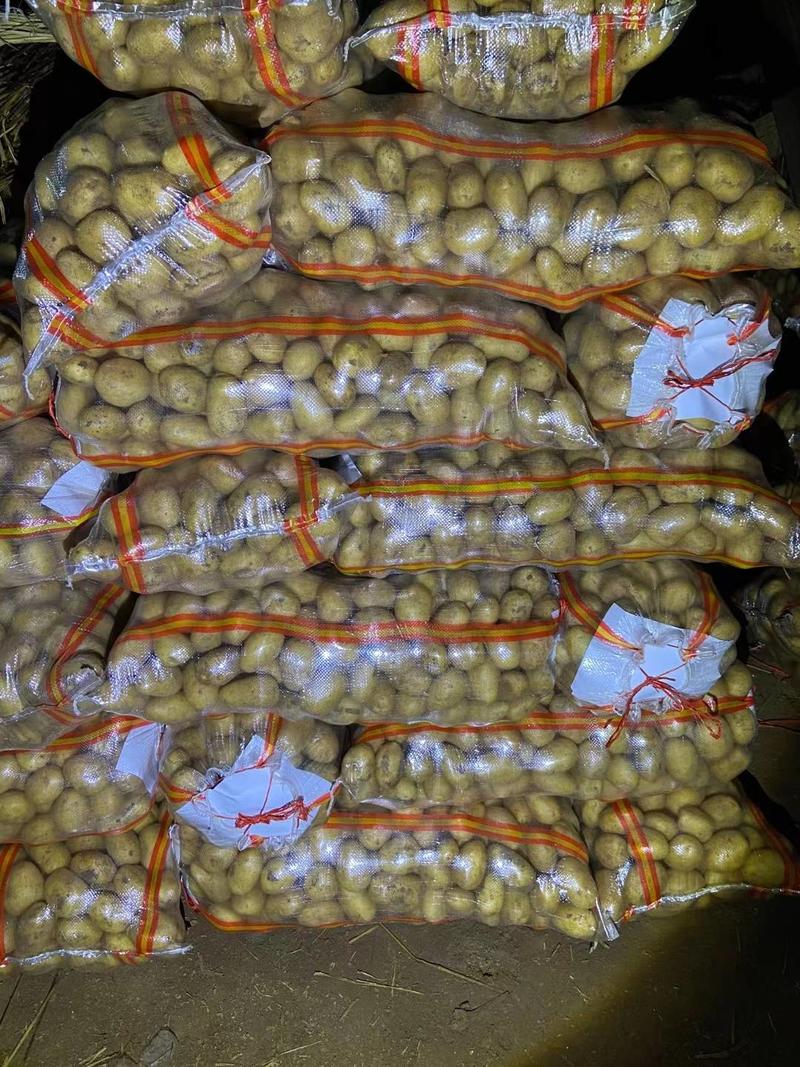 精品黄心土豆规格齐全全国发货基地直供