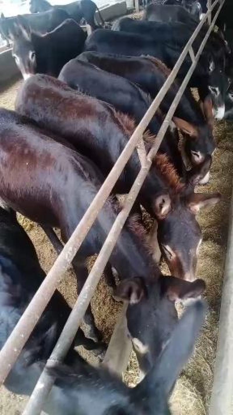 德州驴长势快好饲养适合南北方养殖全国包送到家