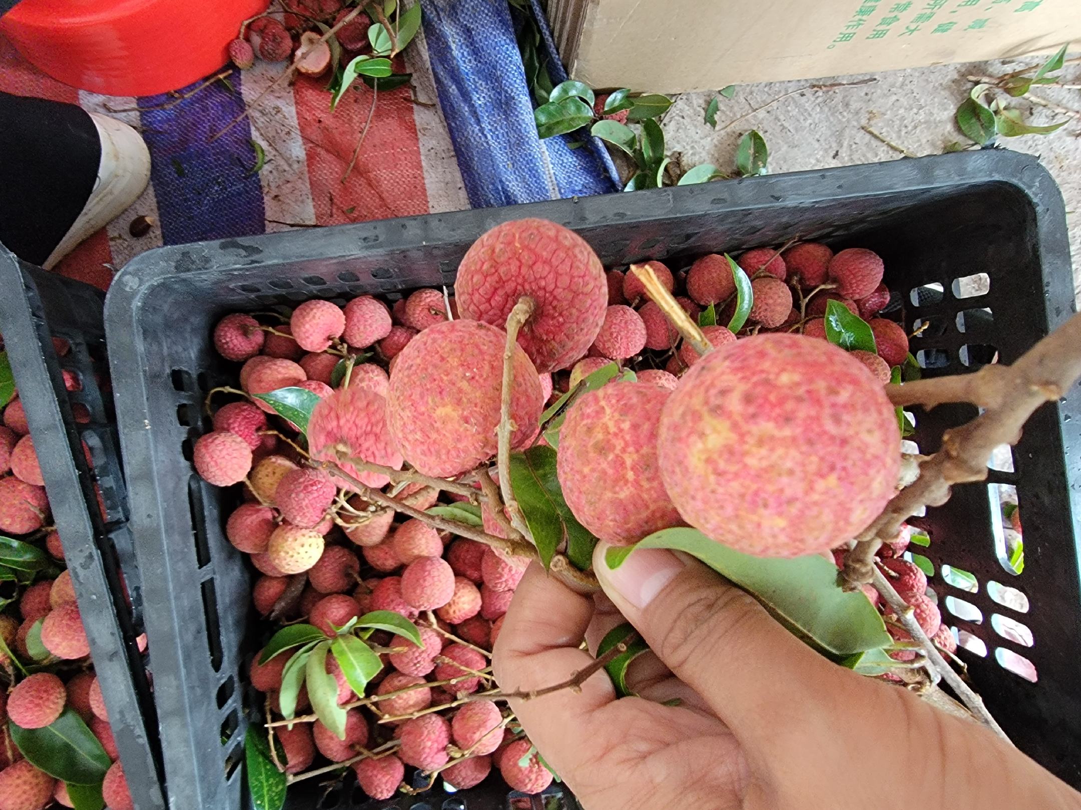 荔枝六月红果实特写