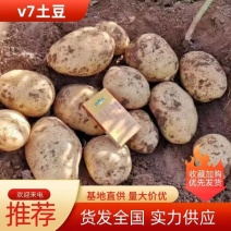 精品黄心土豆规格齐全全国发货基地直供