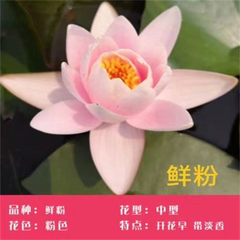 睡莲根块带花苞鱼缸睡莲花水培植物四季室内盆栽大型池塘睡莲