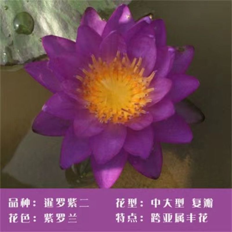 睡莲根块带花苞鱼缸睡莲花水培植物四季室内盆栽大型池塘睡莲