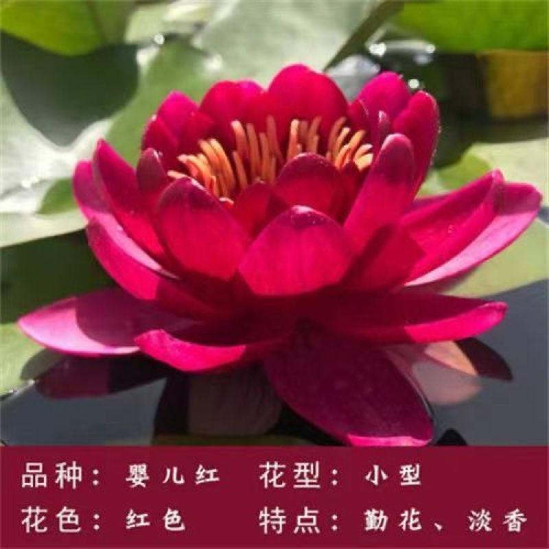 睡莲根块带花苞鱼缸睡莲花水培植物四季室内盆栽大型池塘睡莲