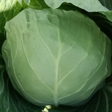 甘蓝1~2公斤，精品好货，产地直供，欢迎选购