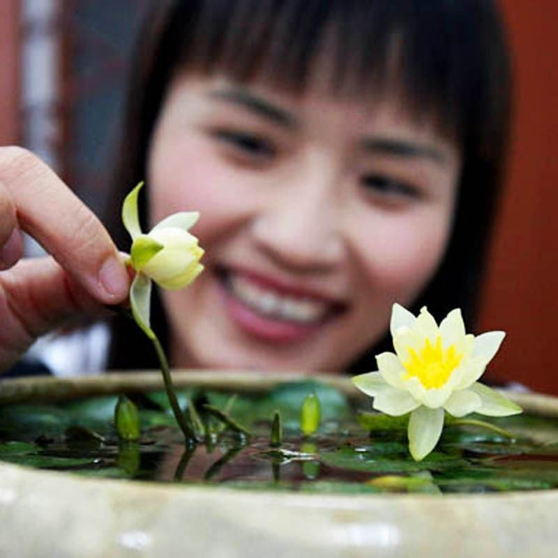 迷你睡莲水培植物四季花卉花盆栽根块观花水生碗莲荷花带花苞