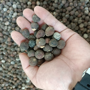 湖南甜橙枳实中子1.3到1.6大量上市全国发货