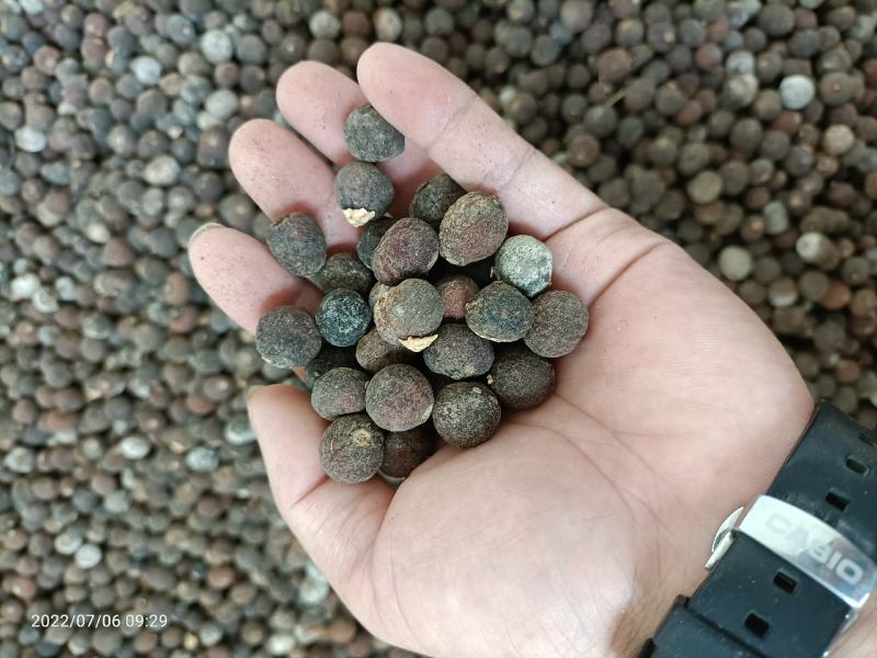 湖南甜橙枳实中子1.3到1.6大量上市全国发货