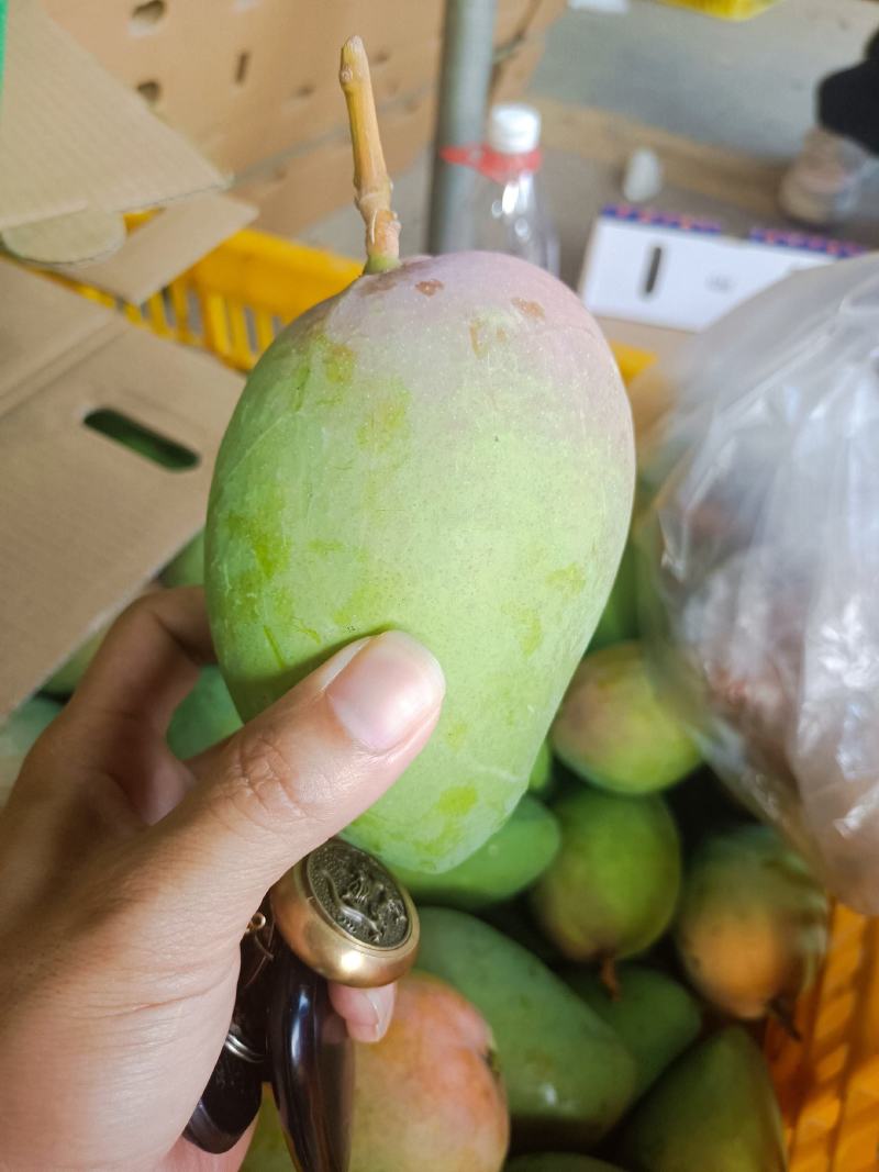 广西百色一二级芒果