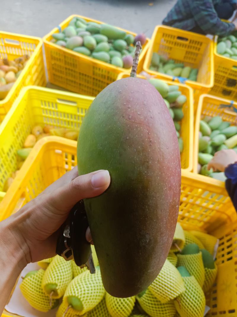 广西百色一二级芒果