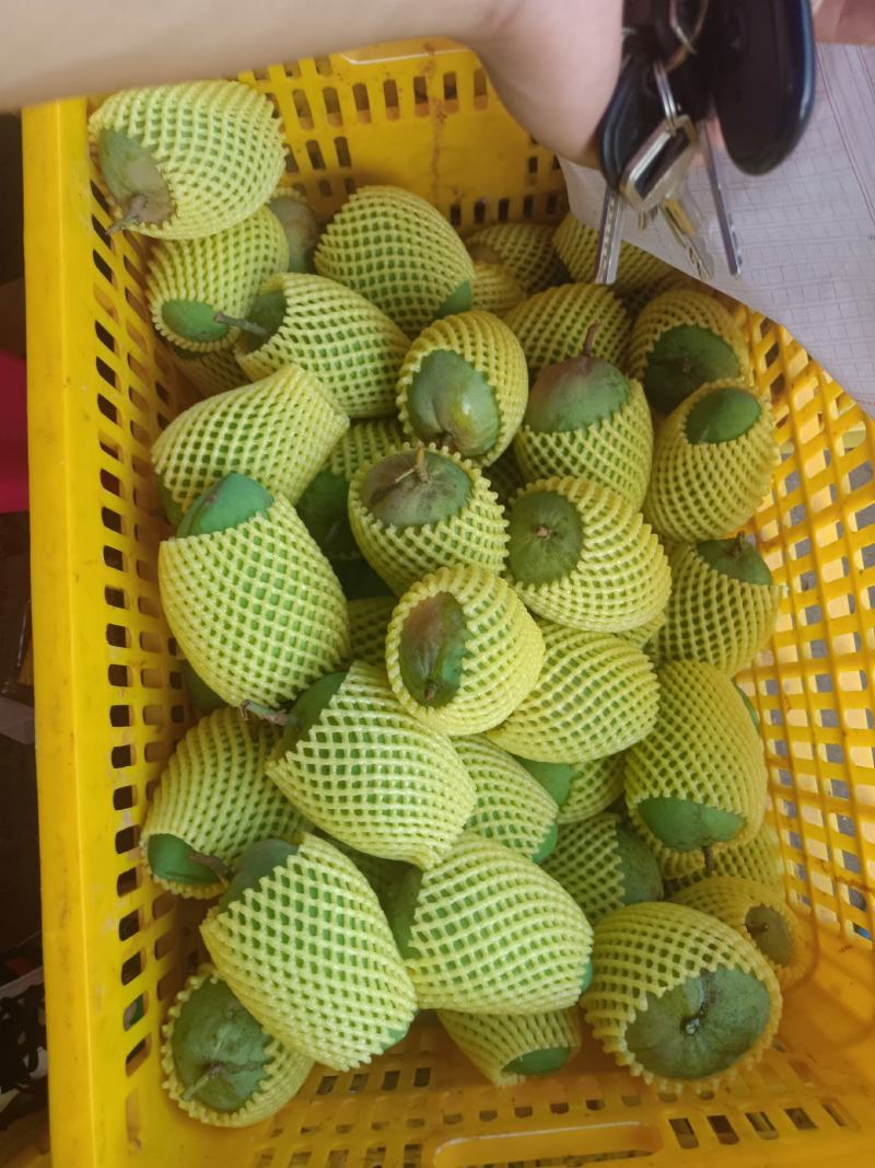 广西百色一二级芒果