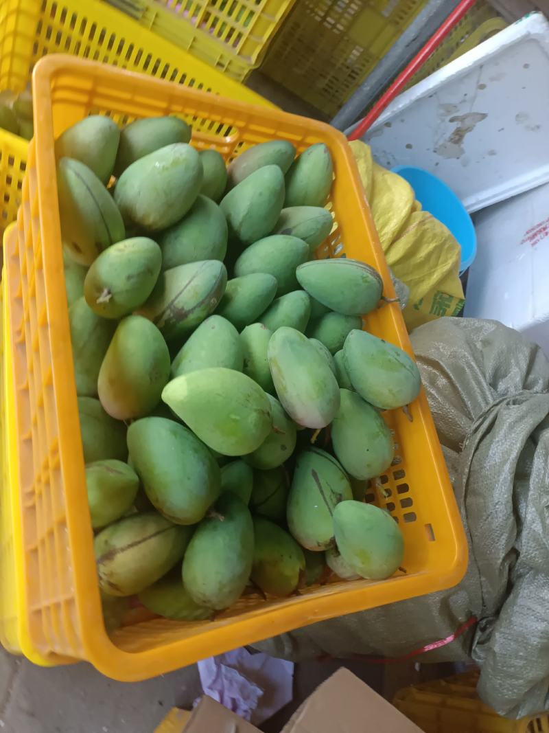 广西百色一二级芒果