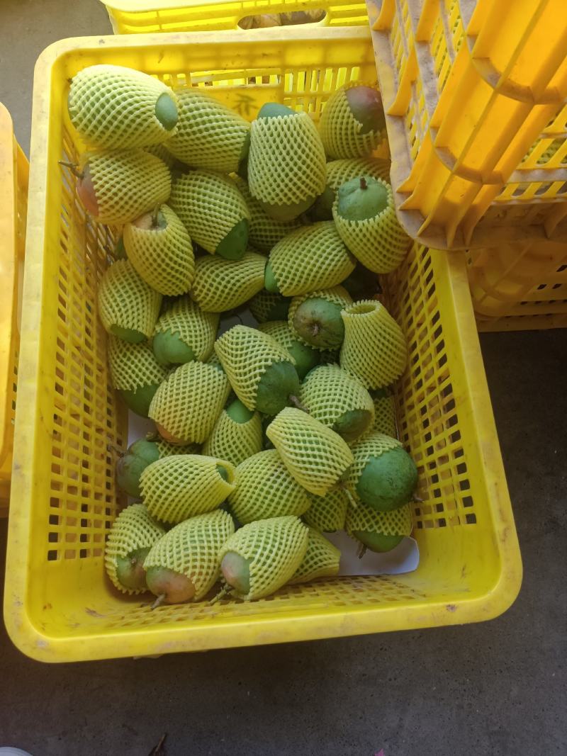 广西百色一二级芒果