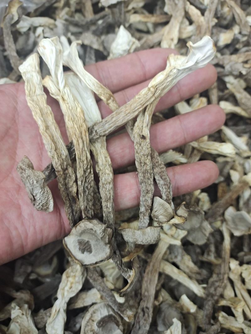 宁夏菌业大量批发鹿茸姑鸿运干货批发价格购欢迎联系