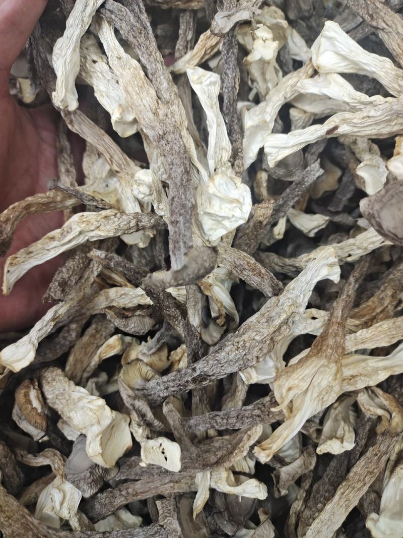 宁夏菌业大量批发鹿茸姑鸿运干货批发价格购欢迎联系