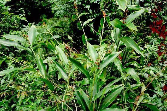 红球姜植株特写