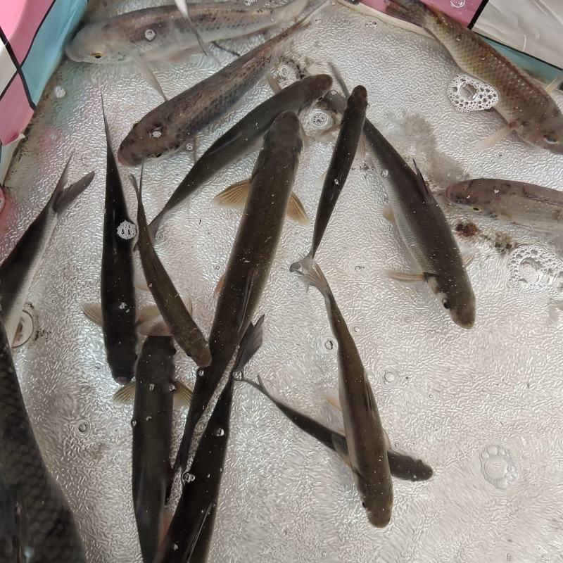 九龙江北溪溪鱼，杂鱼，有意者联系我