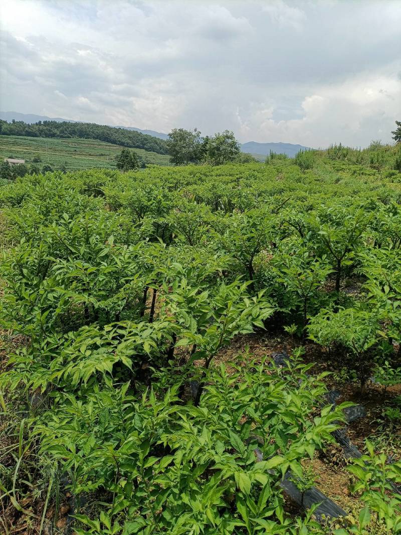 高山农业，口感特别