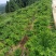 高山农业，口感特别