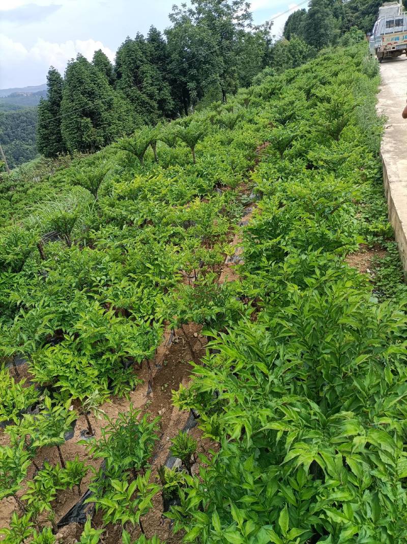 高山农业，口感特别