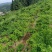 高山农业，口感特别