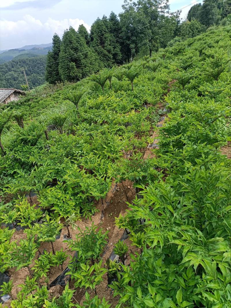 高山农业，口感特别