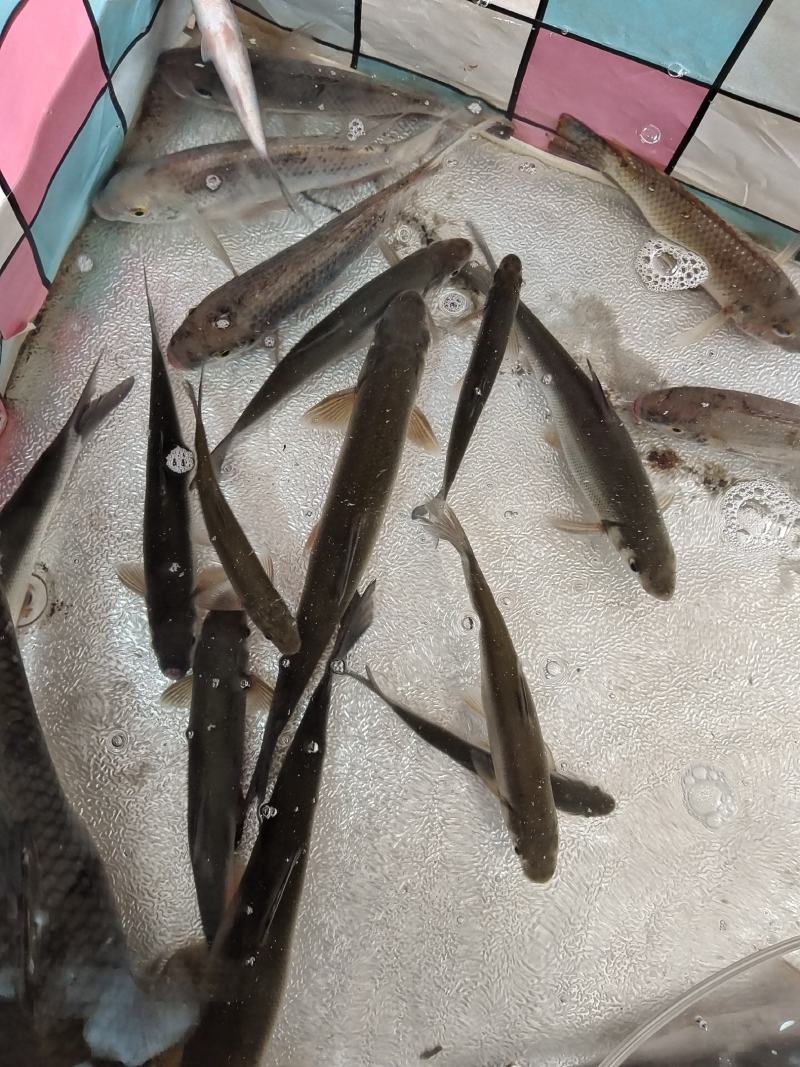 九龙江北溪溪鱼，杂鱼，有意者联系我