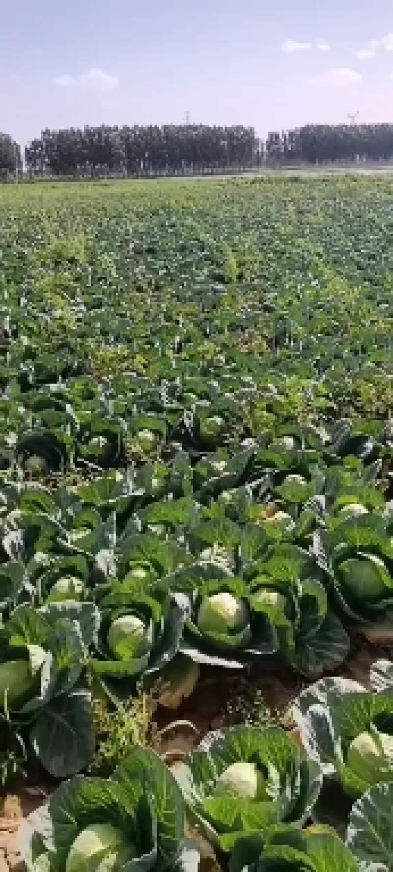 甘蓝大降价