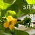 胎里红七月黄软柿子55mm以上产地直发支持实地看货
