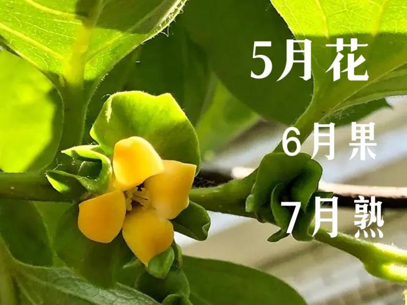胎里红七月黄软柿子55mm以上产地直发支持实地看货