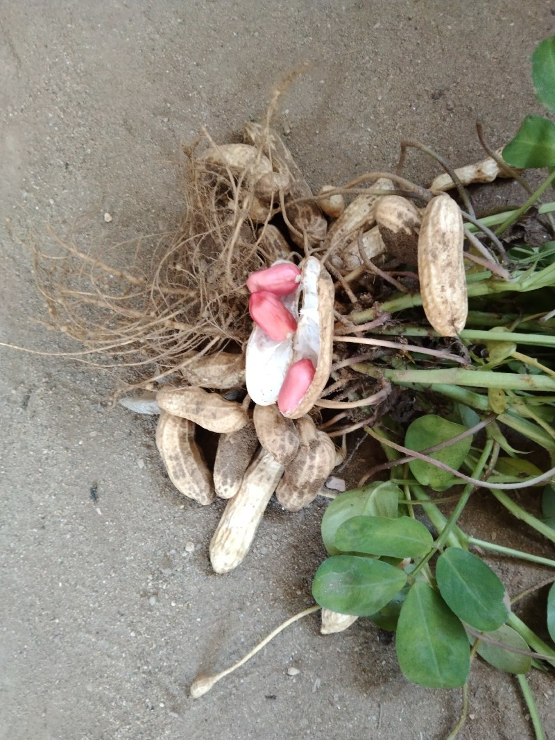 新鲜红豆花生