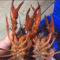 微山湖小龙虾种苗，成活率高，生长速度快，包养殖技术！