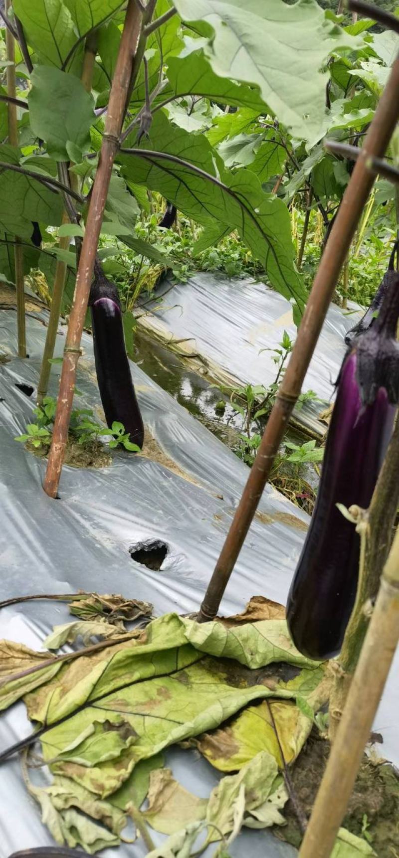 烧烤茄