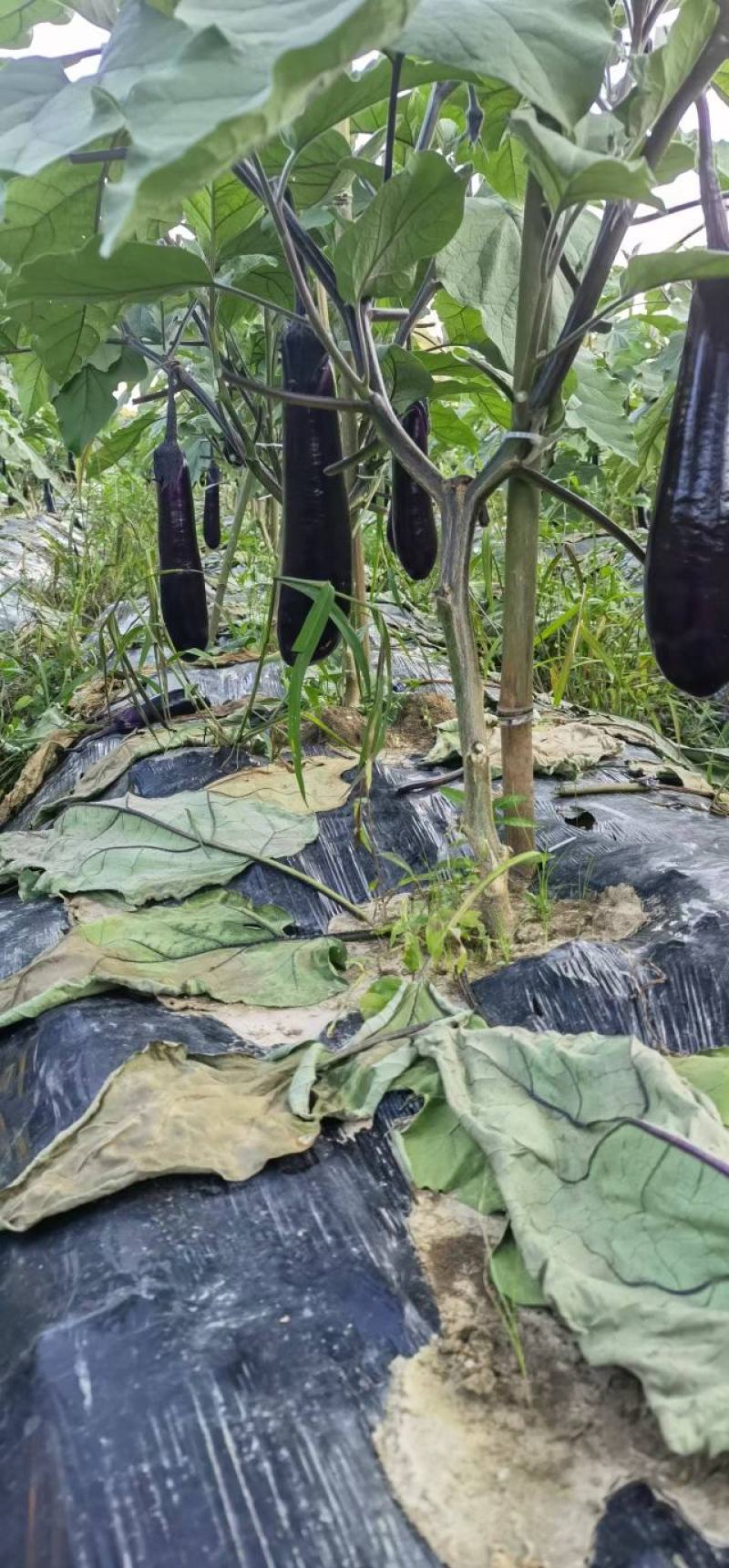 烧烤茄