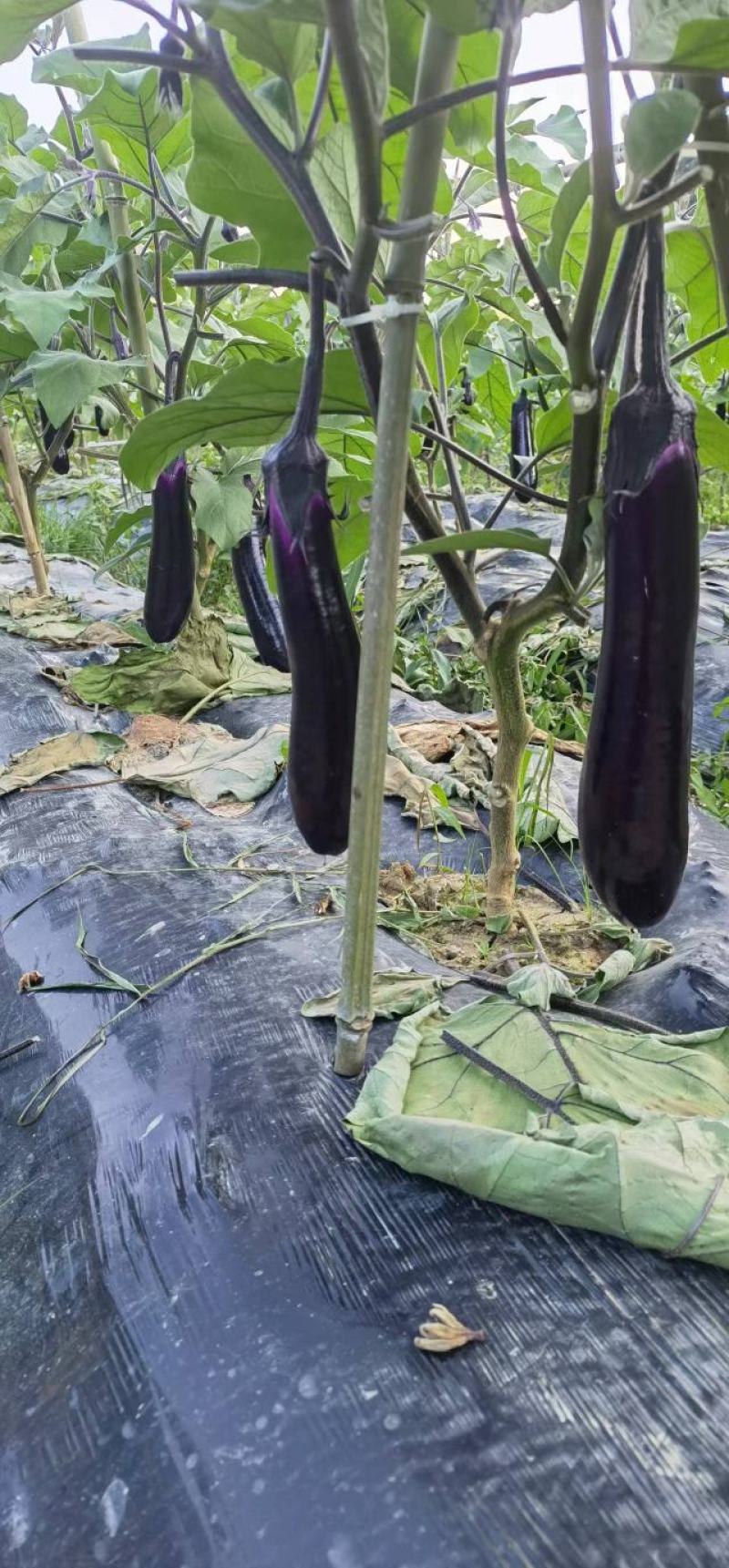 烧烤茄