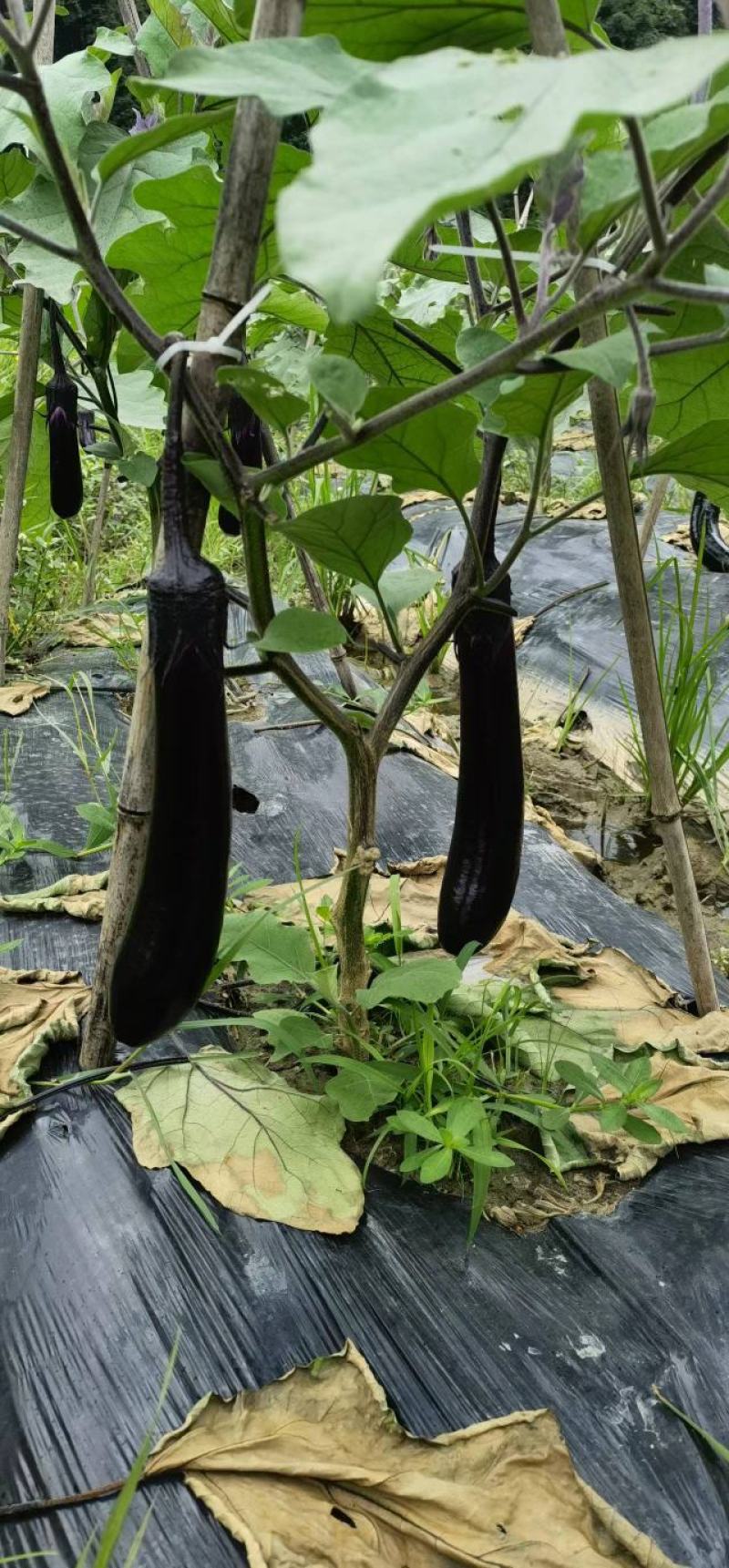 烧烤茄