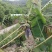 本地土特产，（芭蕉果）味香，鲜美，软弹类果实