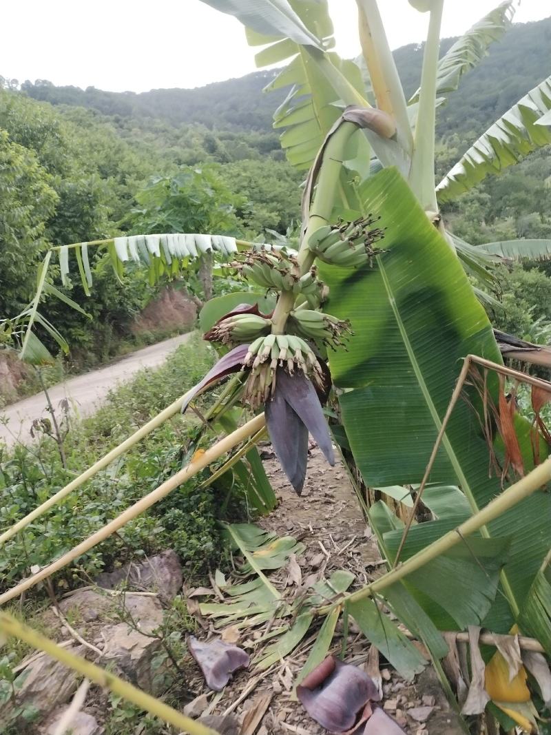 本地土特产，（芭蕉果）味香，鲜美，软弹类果实