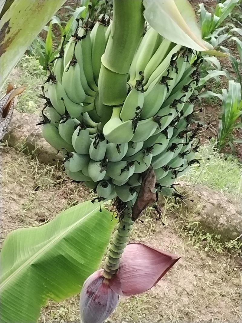本地土特产，（芭蕉果）味香，鲜美，软弹类果实