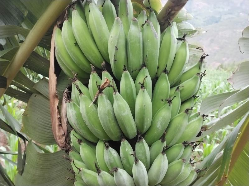 本地土特产，（芭蕉果）味香，鲜美，软弹类果实