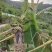 本地土特产，（芭蕉果）味香，鲜美，软弹类果实