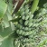 本地土特产，（芭蕉果）味香，鲜美，软弹类果实