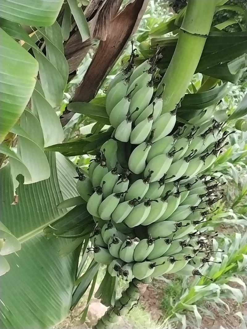 本地土特产，（芭蕉果）味香，鲜美，软弹类果实