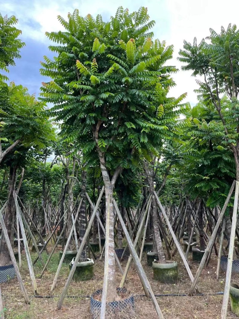 供应：麻楝15分各种规格5-15分