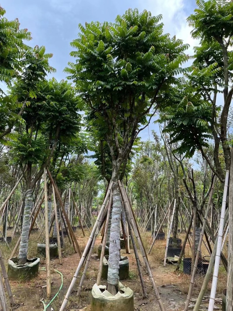 供应：麻楝15分各种规格5-15分