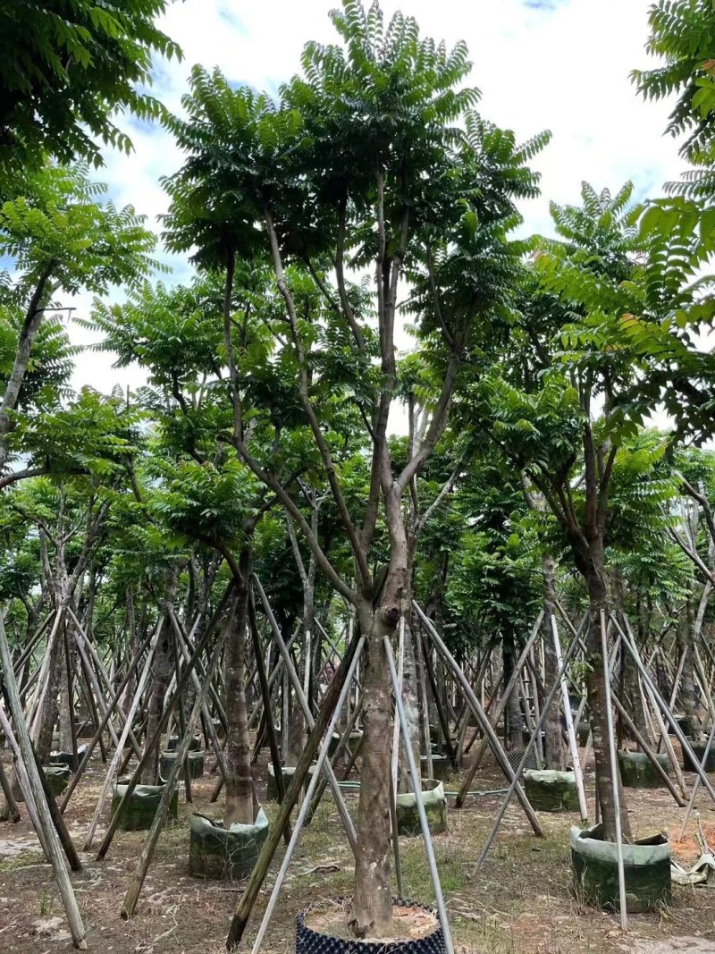 供应：麻楝15分各种规格5-15分