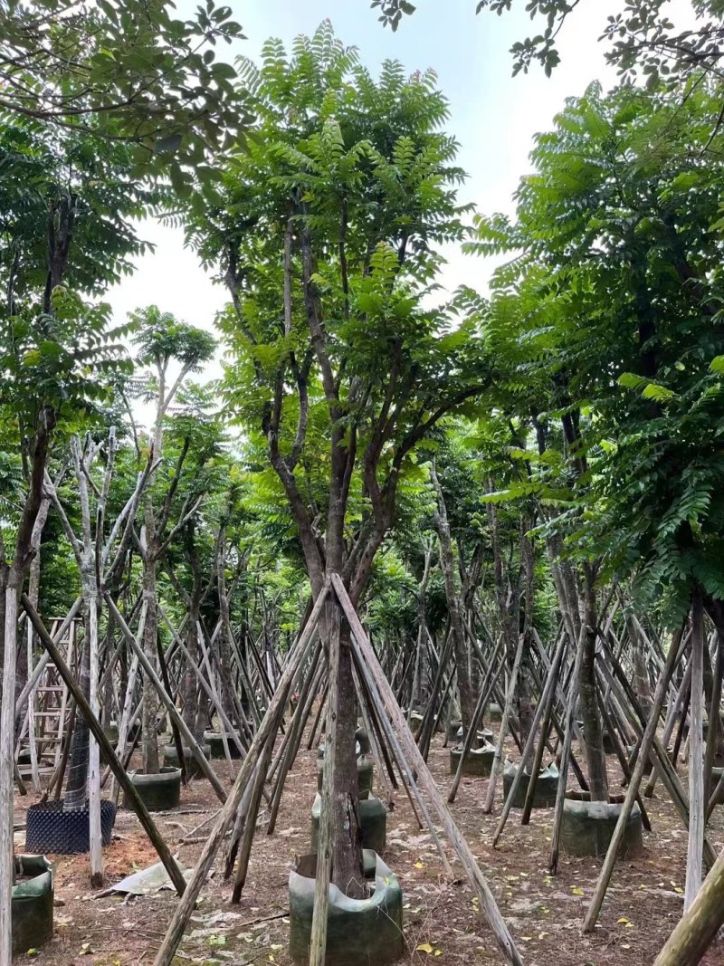 供应：麻楝15分各种规格5-15分