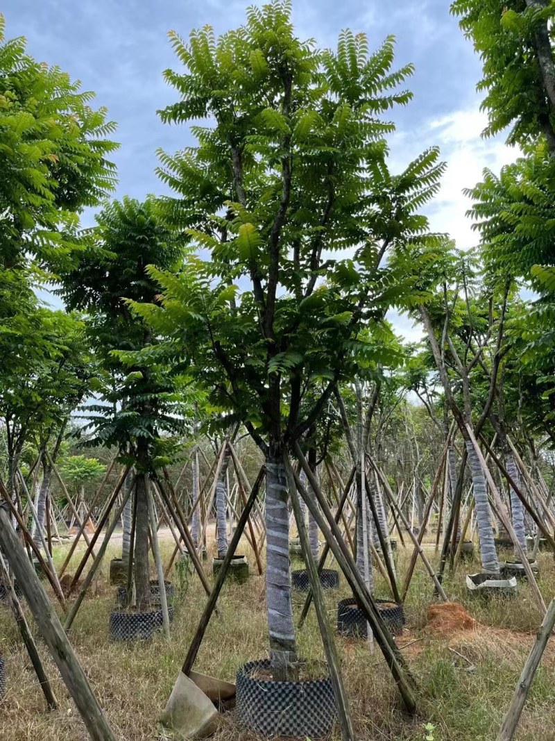 供应：麻楝15分各种规格5-15分