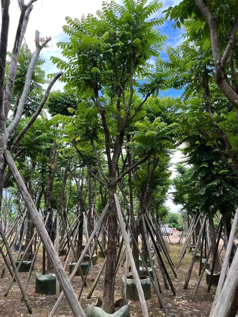 供应：麻楝15分各种规格5-15分