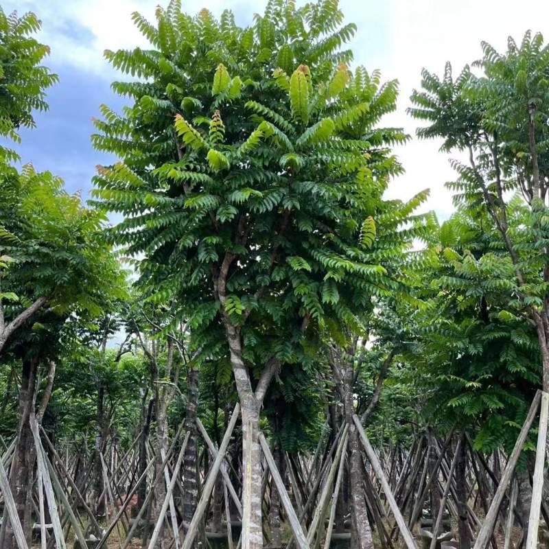 供应：麻楝15分各种规格5-15分