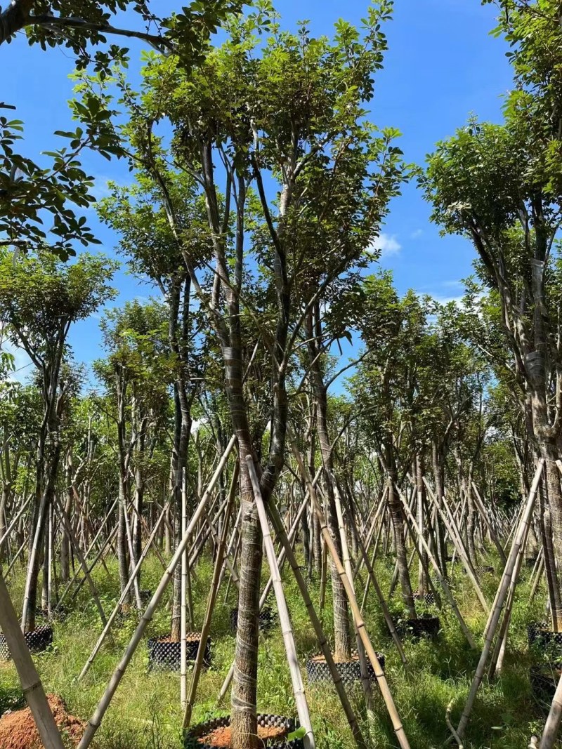 供应：黄花风铃木12-15公分，各种规格8-21